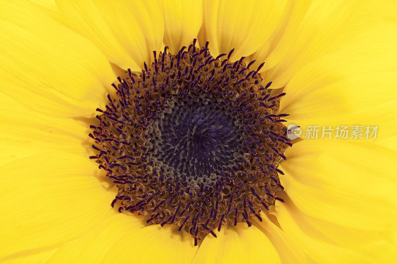 黄色向日葵(Helianthus annuus)特写